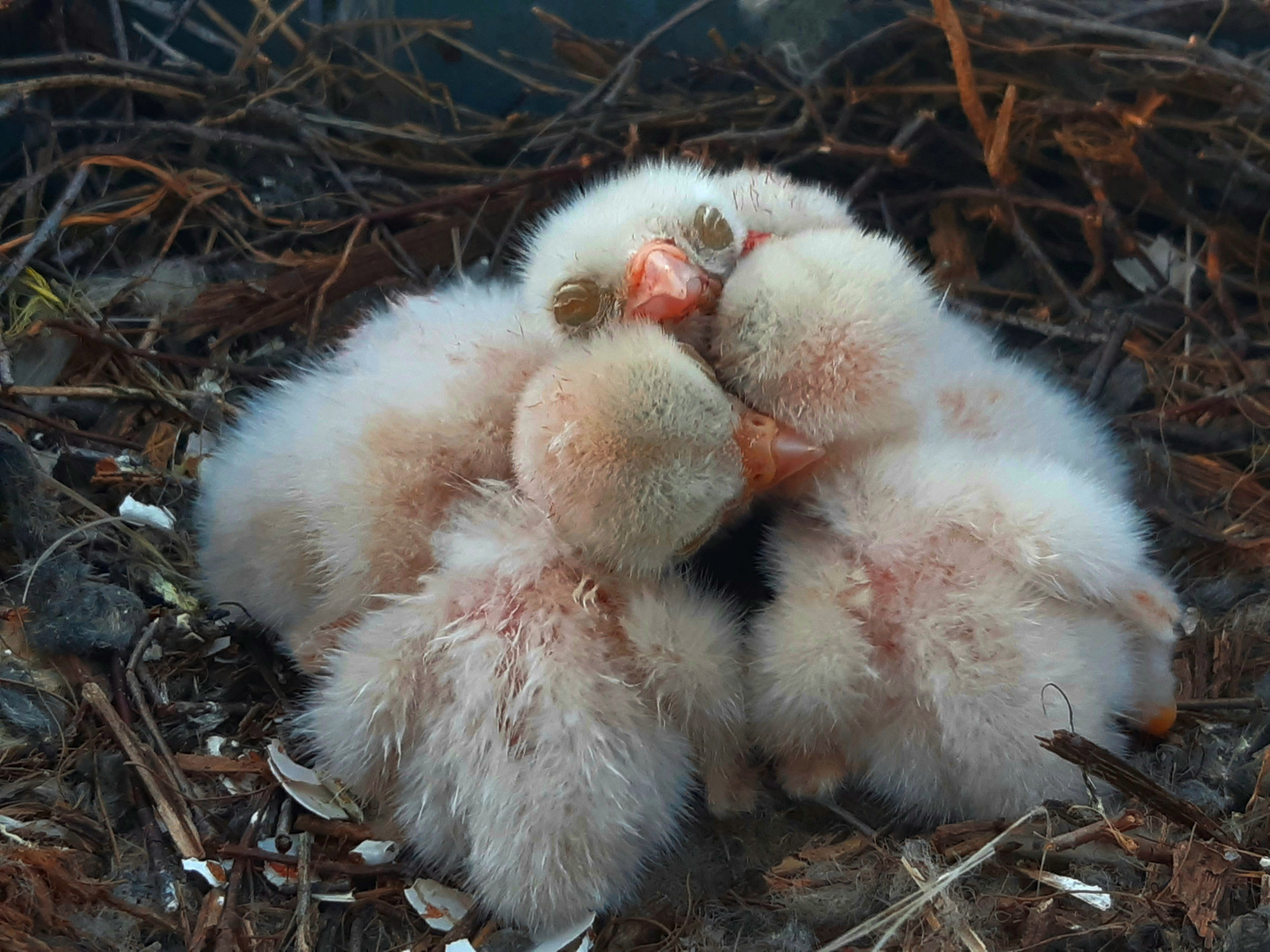 Gruppenkuscheln