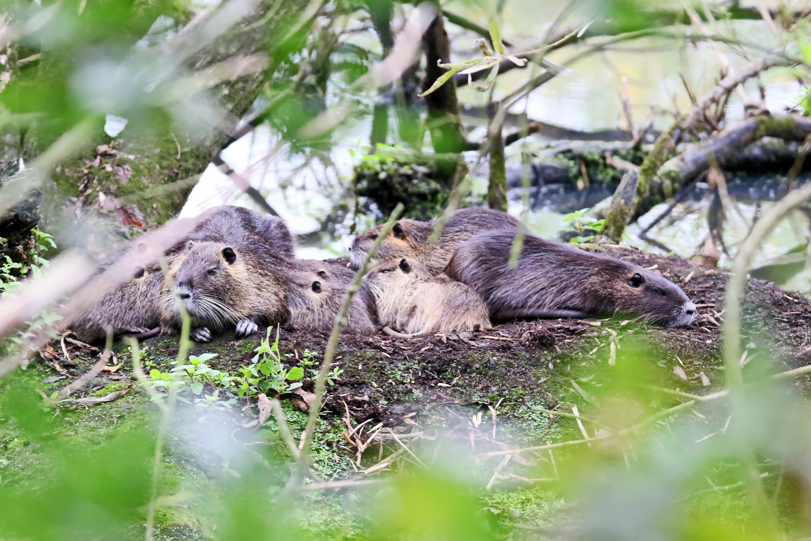 Gruppenkuscheln :-)