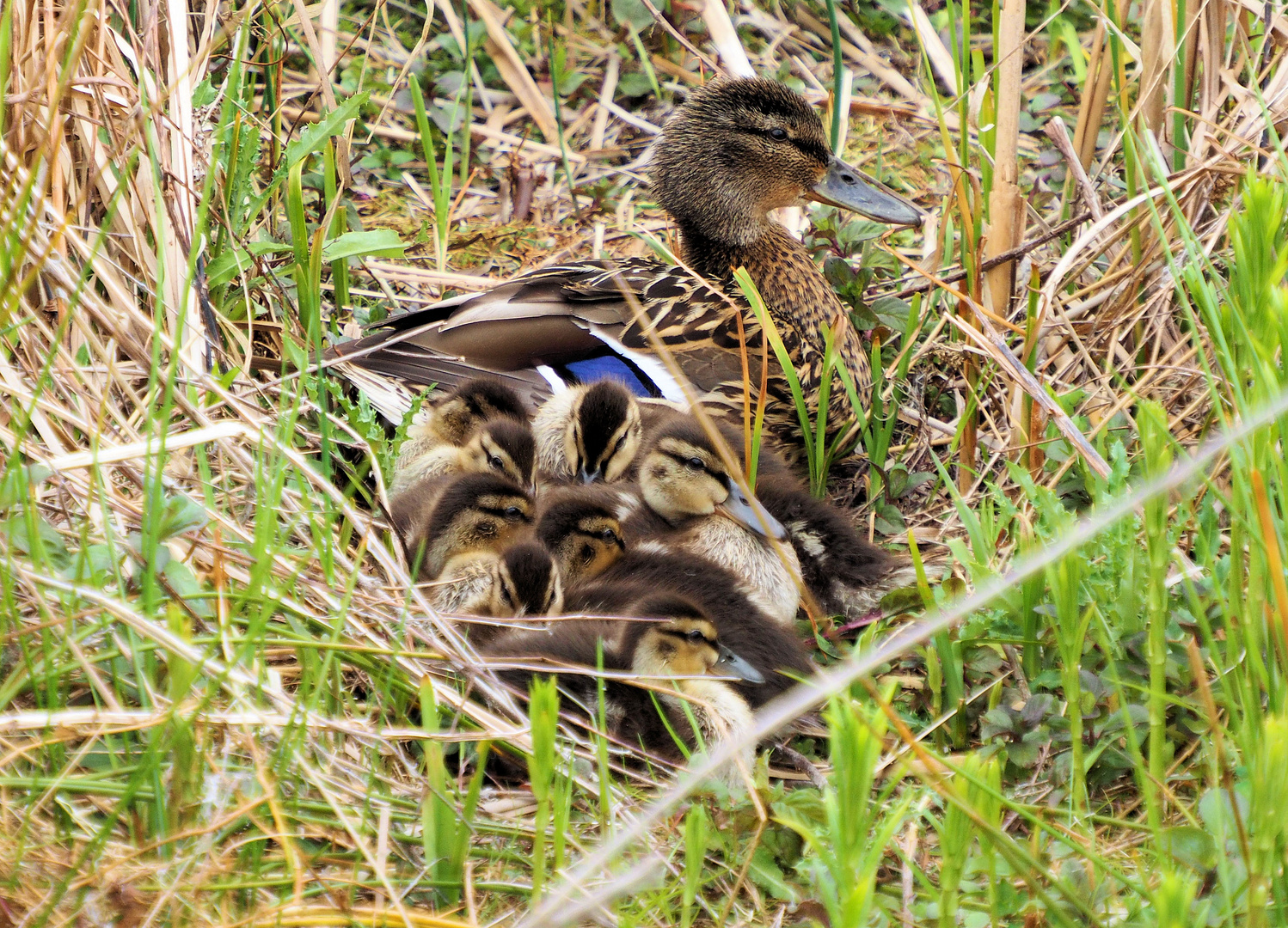 Gruppenkuscheln… 