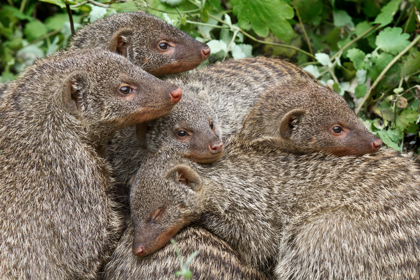 Gruppenkuscheln