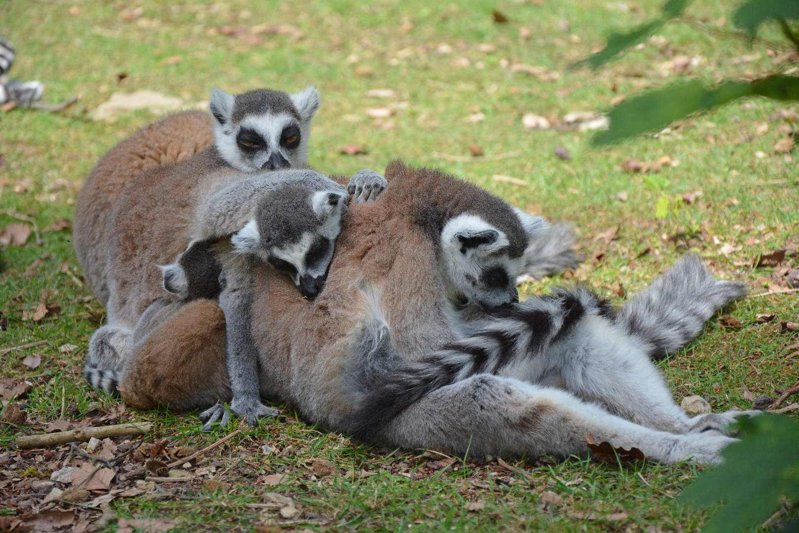 Gruppenkuscheln