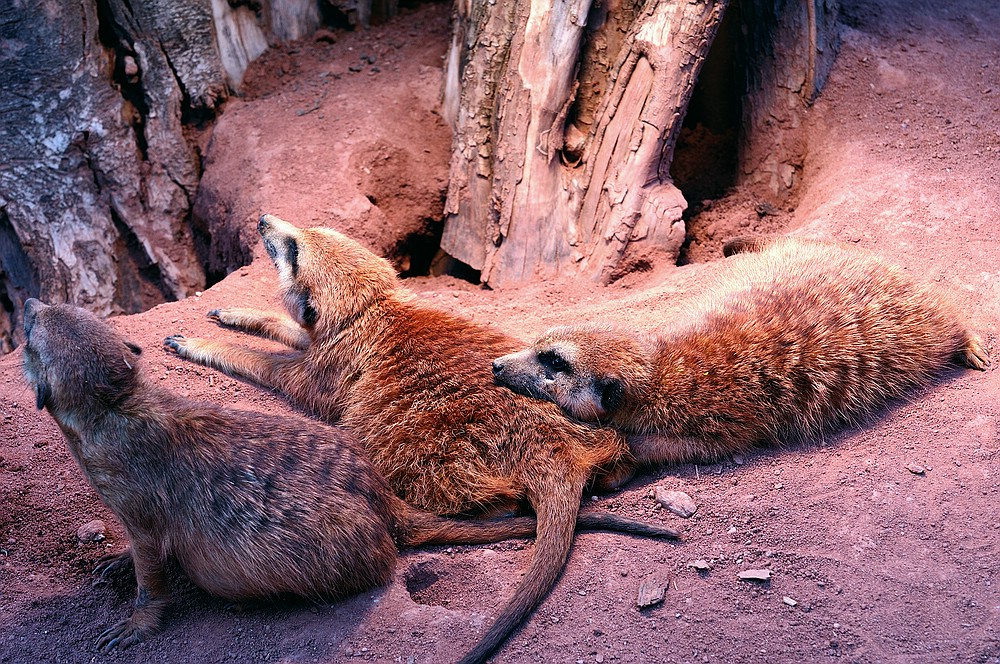 gruppenkuscheln