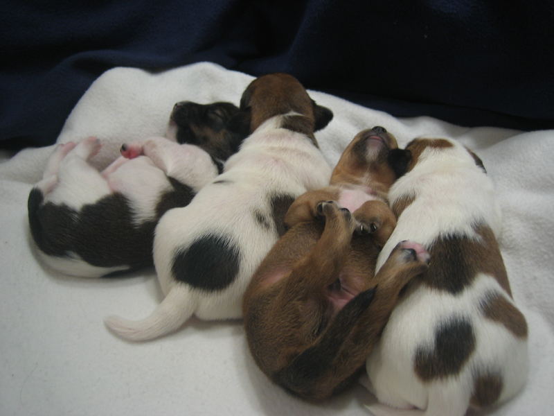 Gruppenkuscheln... 4 kleine Jackies