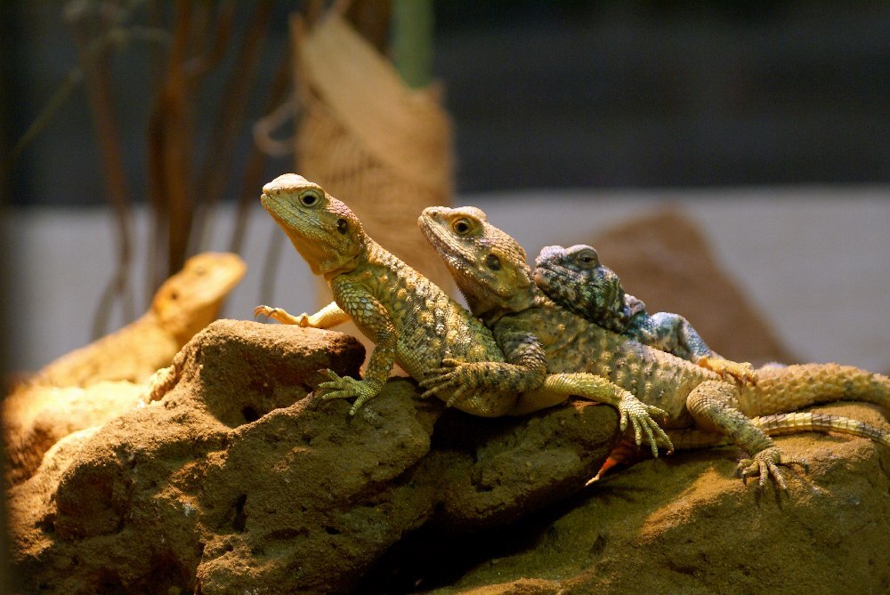 Gruppenkuscheln