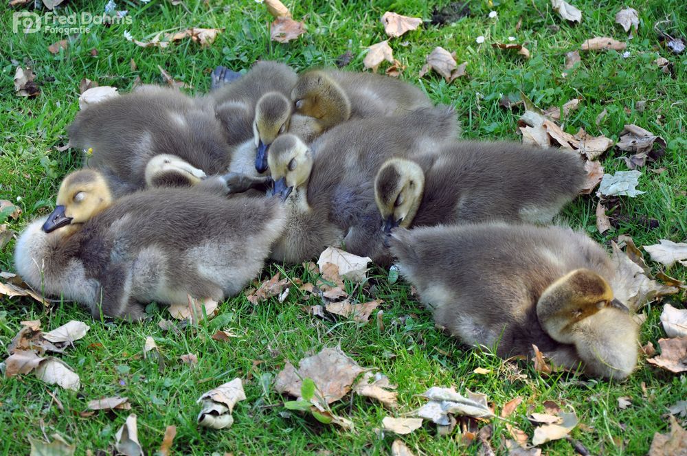 Gruppenkuscheln