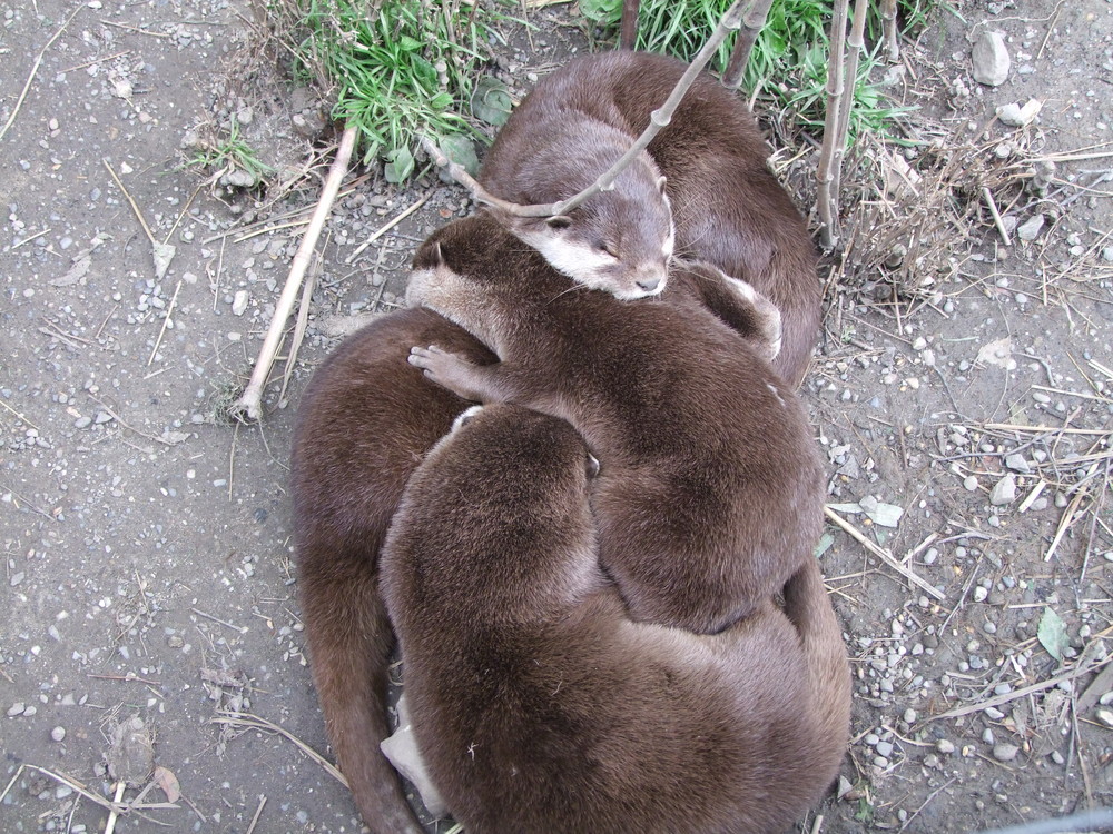 Gruppenkuscheln