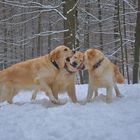 Gruppenkuscheln........