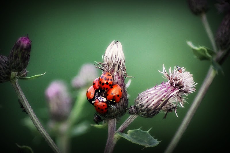 Gruppenkuscheln