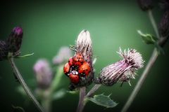 Gruppenkuscheln