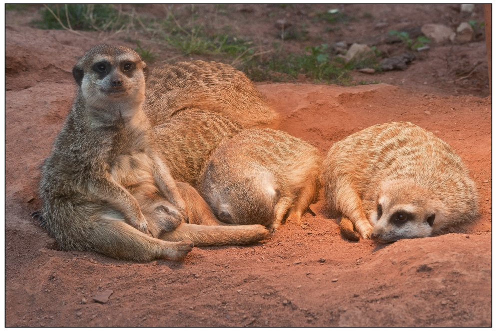 Gruppenkuscheln