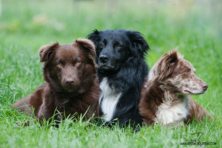 Gruppenkuscheln