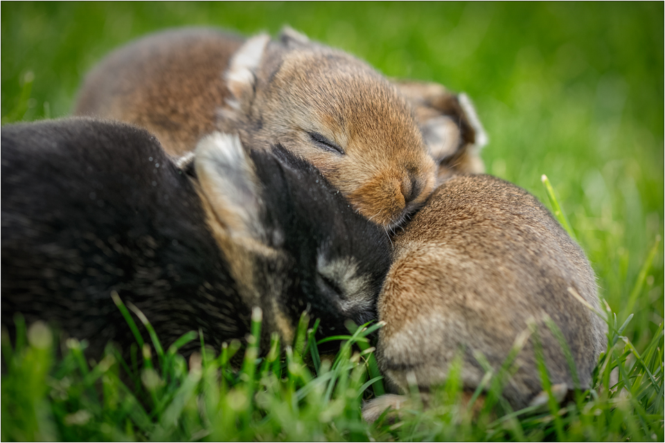 Gruppenkuscheln