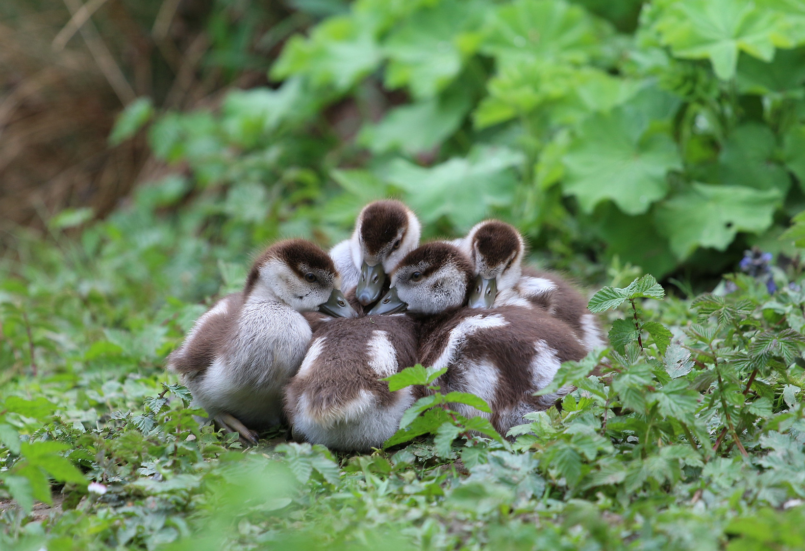 Gruppenkuscheln