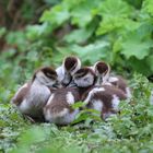 Gruppenkuscheln