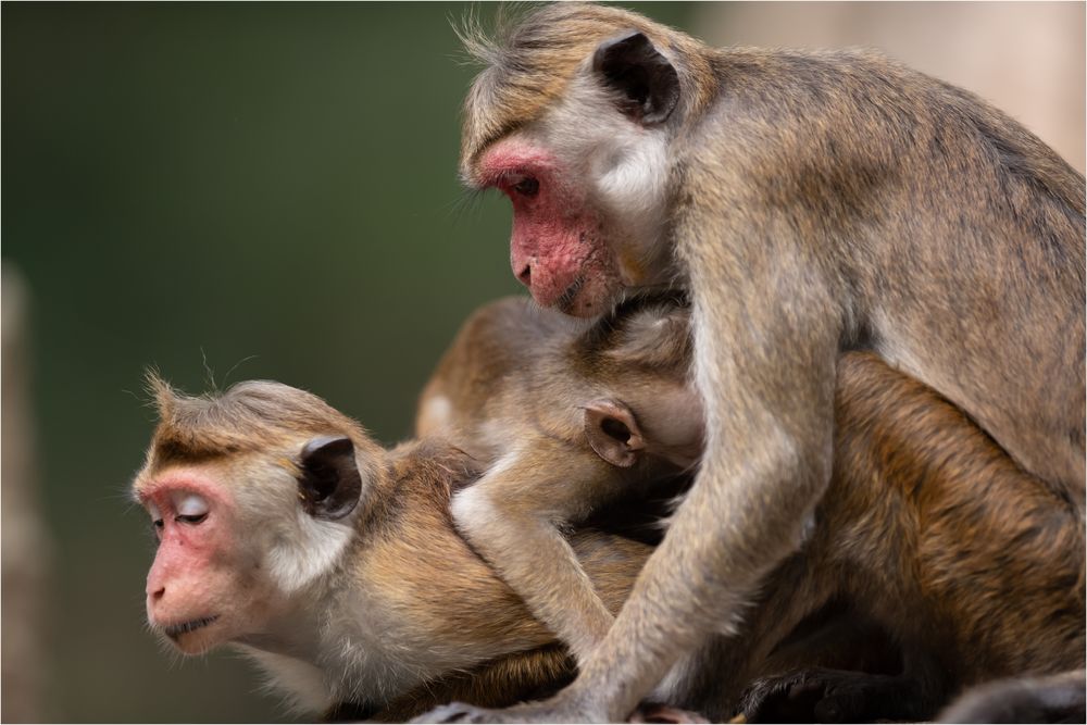 Gruppenkuscheln