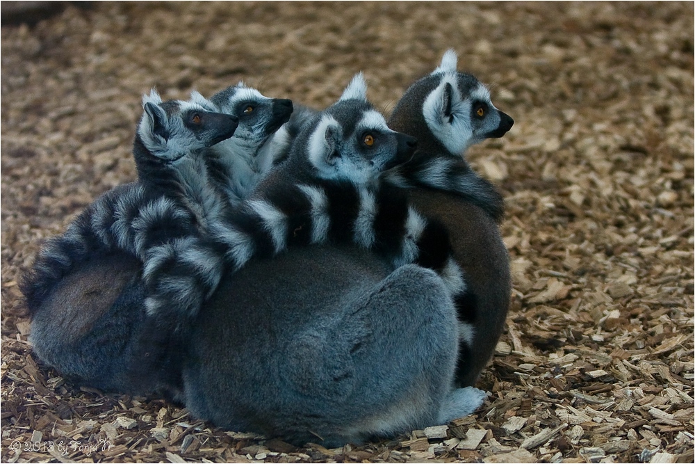 Gruppenkuscheln :-)