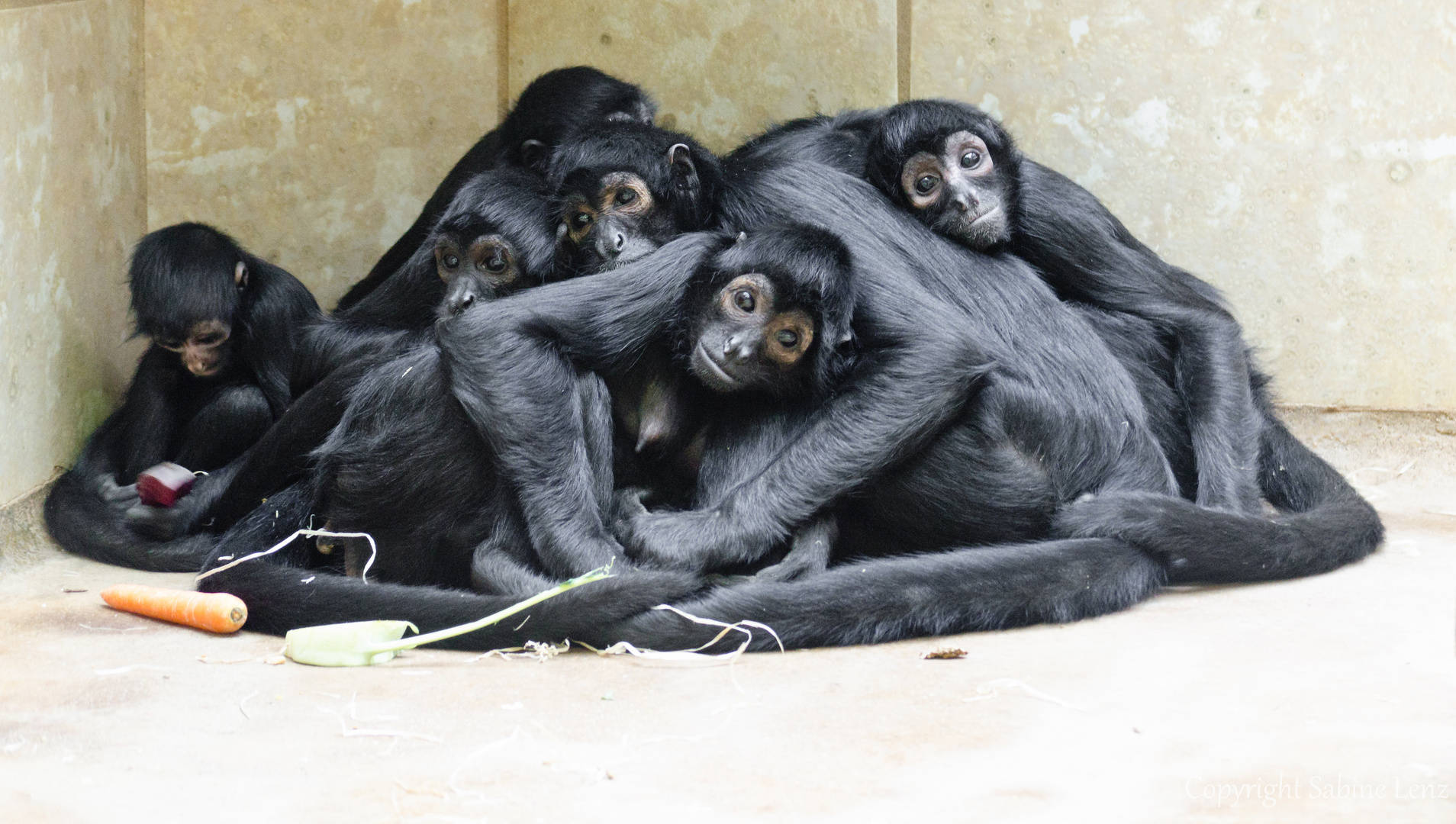 Gruppenkuscheln