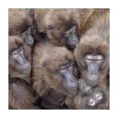 "Gruppenkuscheln"