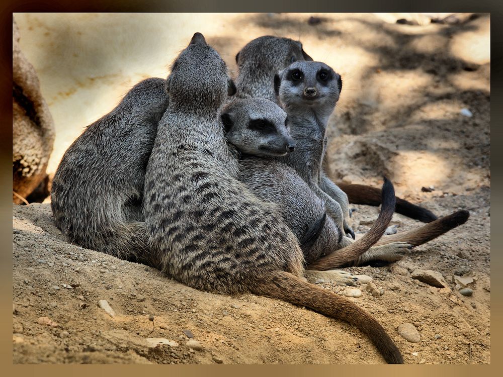 gruppenkuscheln...