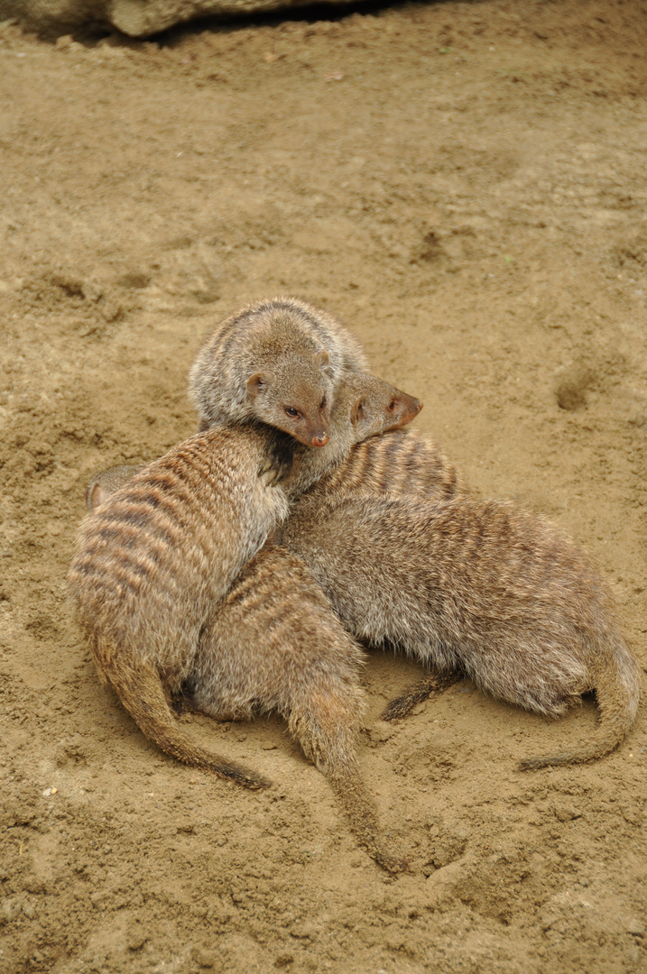 Gruppenkuscheln