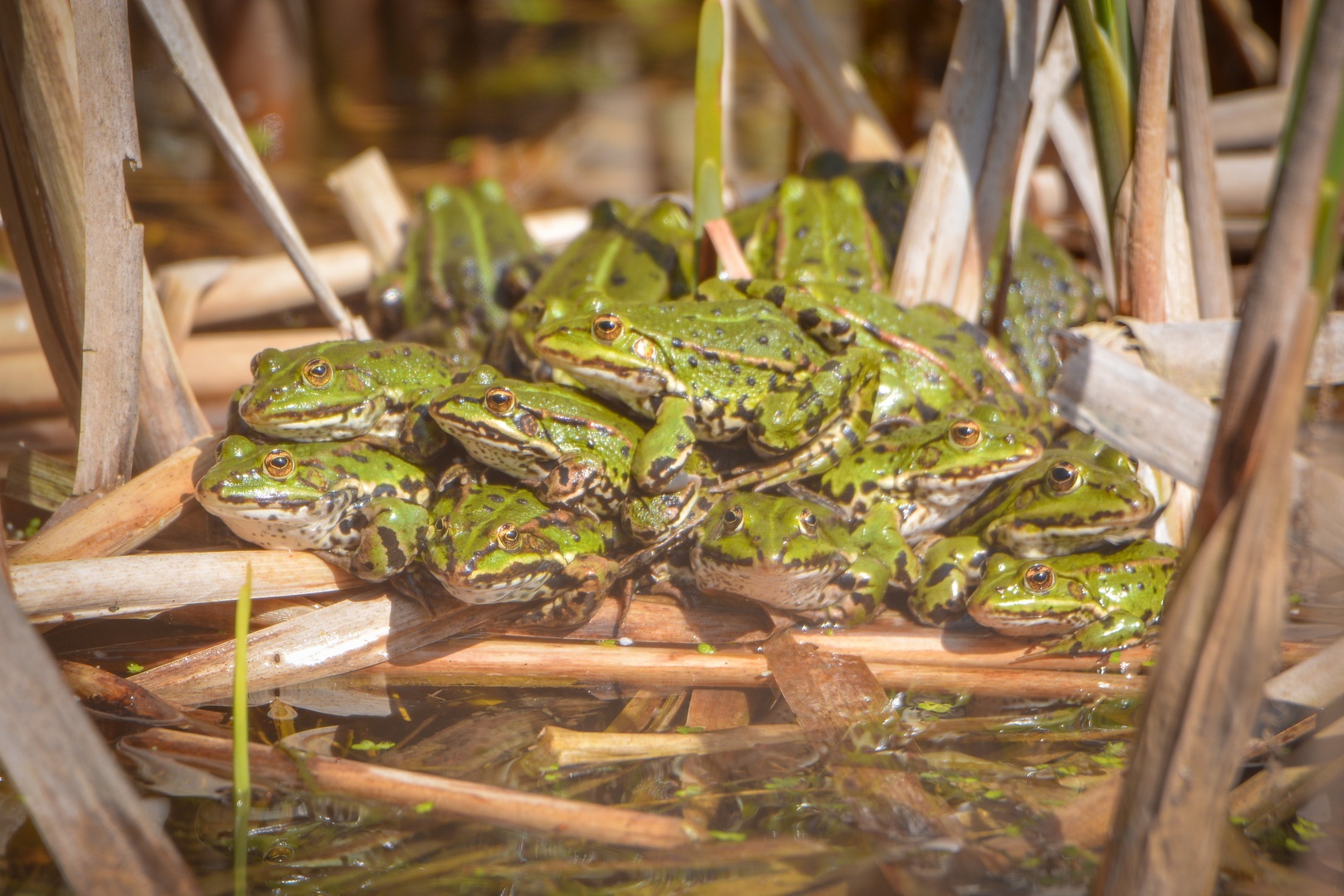 Gruppenkuscheln am Tümpelteich