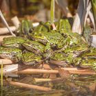 Gruppenkuscheln am Tümpelteich