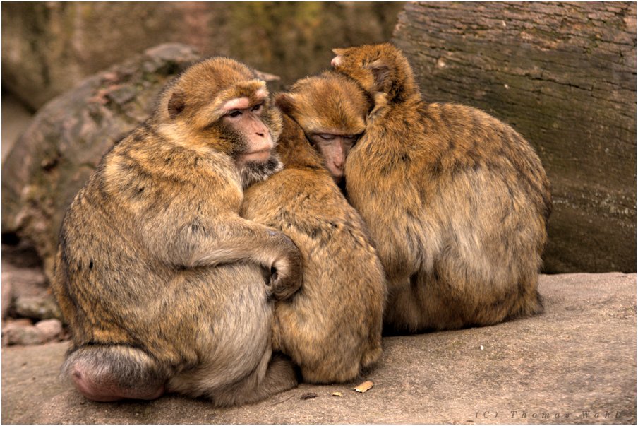 Gruppenkuscheln