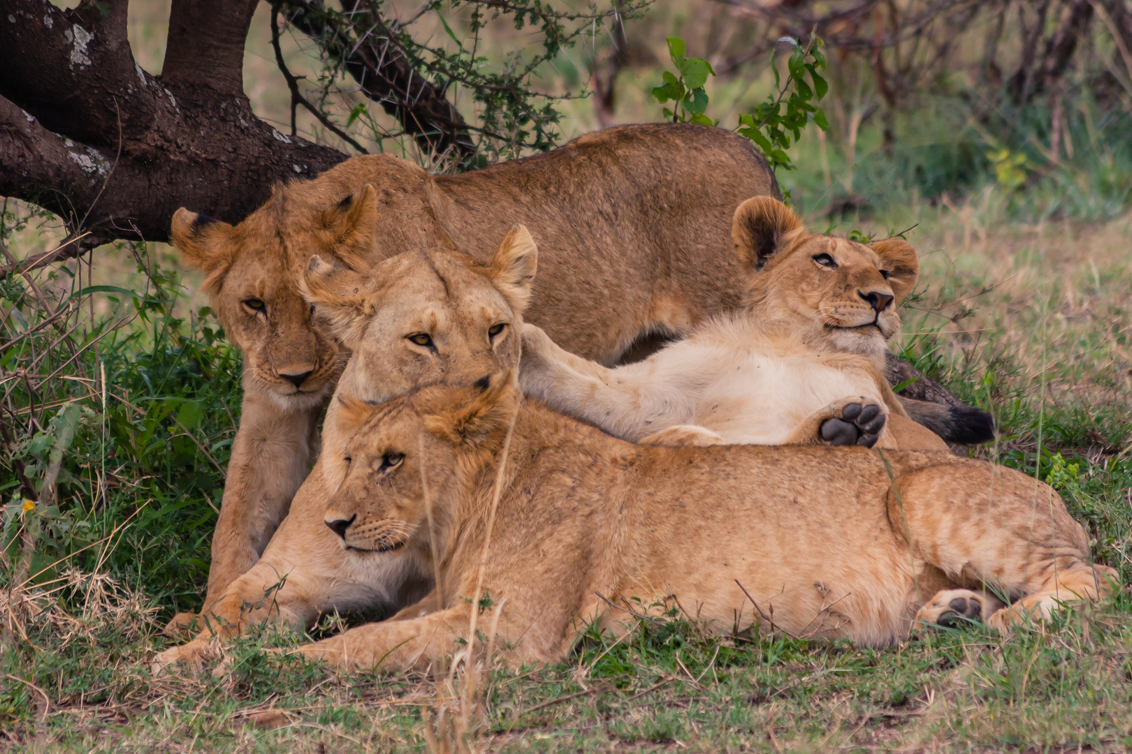 Gruppenkuscheln