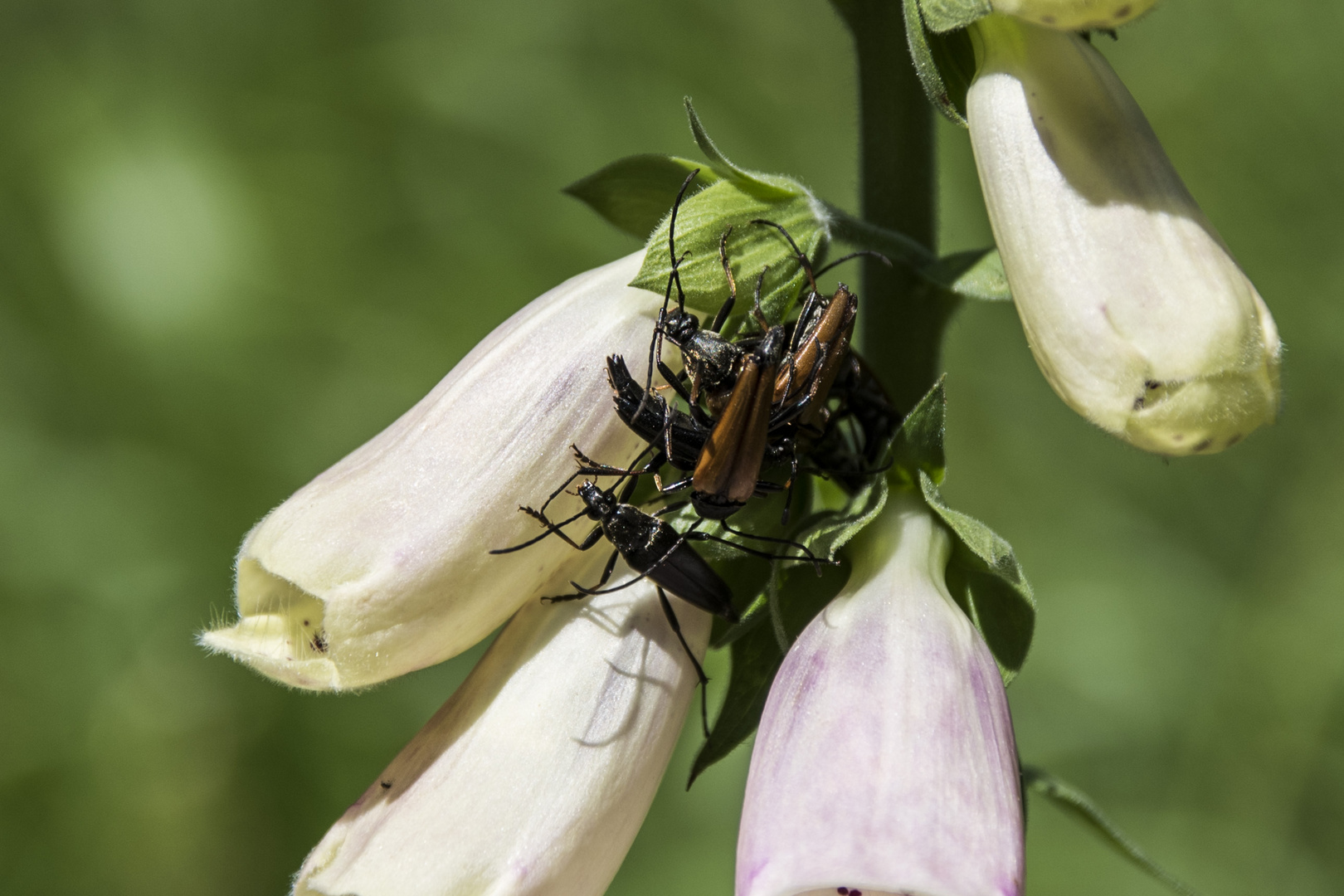 Gruppenkuscheln bei den Scheinbockkäfer