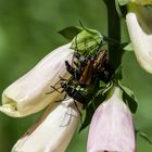 Gruppenkuscheln bei den Scheinbockkäfer