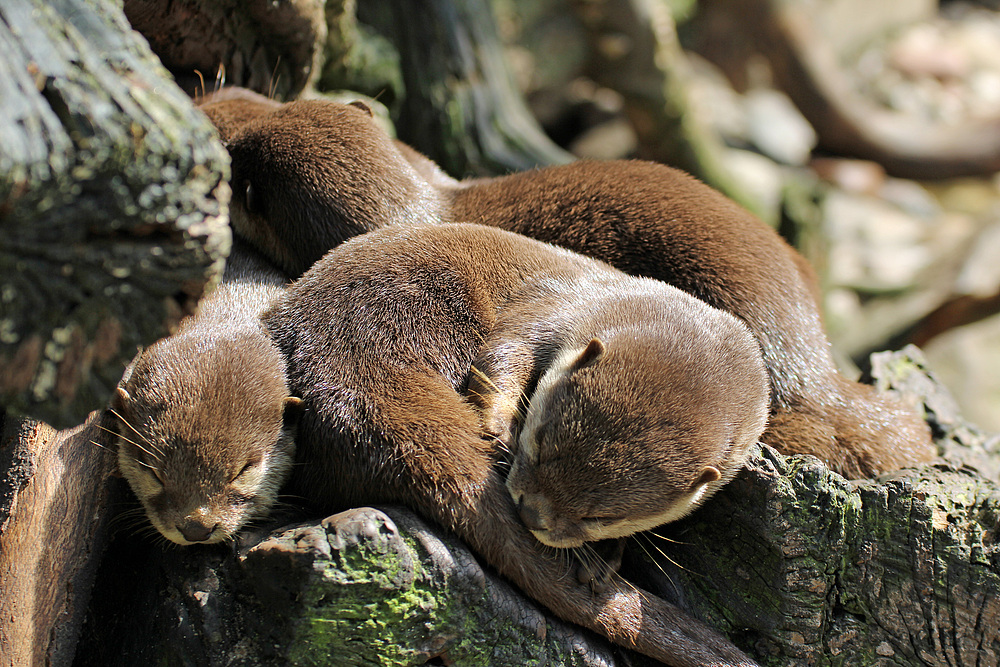 Gruppenkuscheln bei Familie Otter