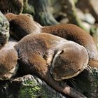 Gruppenkuscheln bei Familie Otter