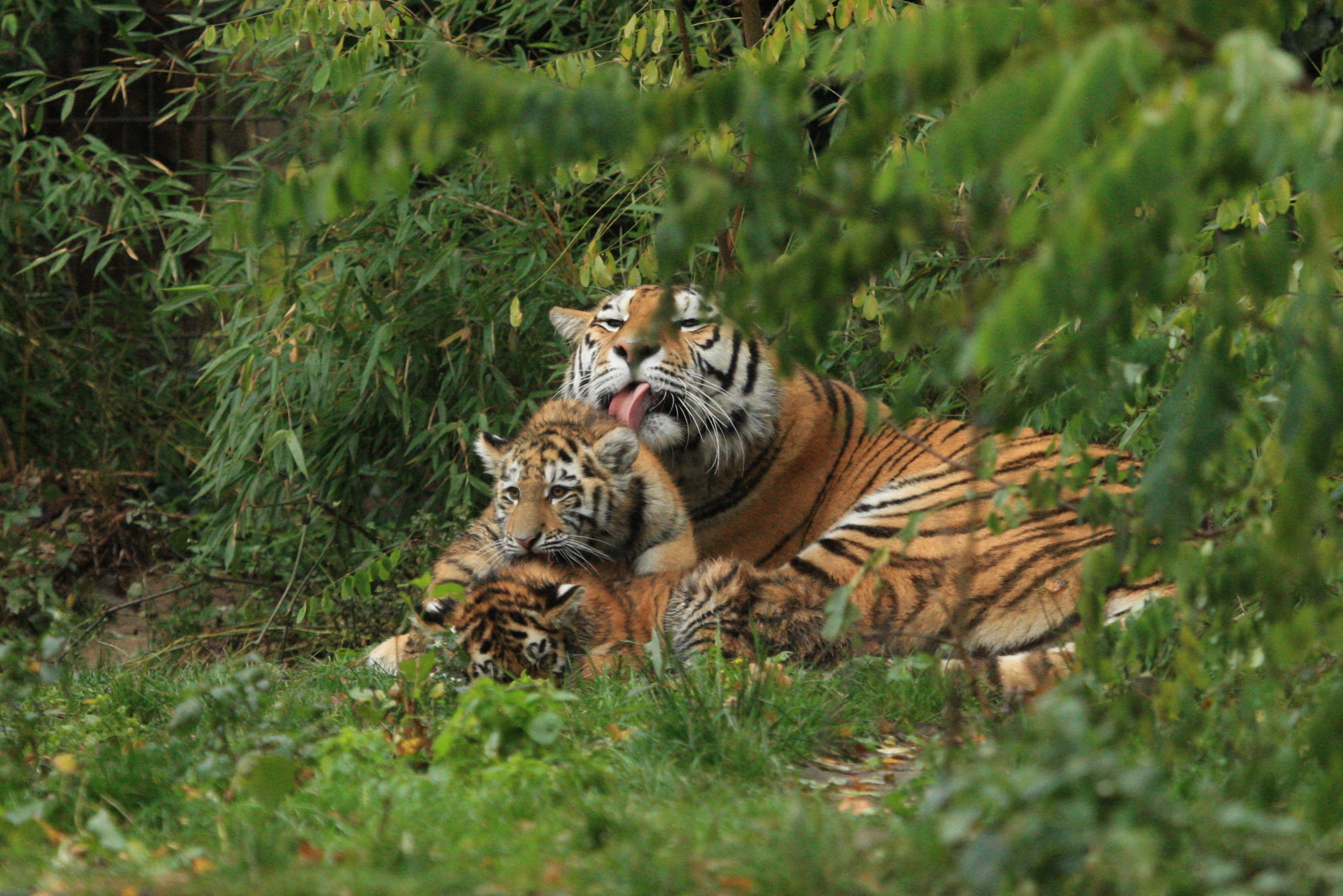 Gruppenkuscheln bei Familie Tiger