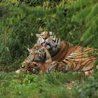 Gruppenkuscheln bei Familie Tiger