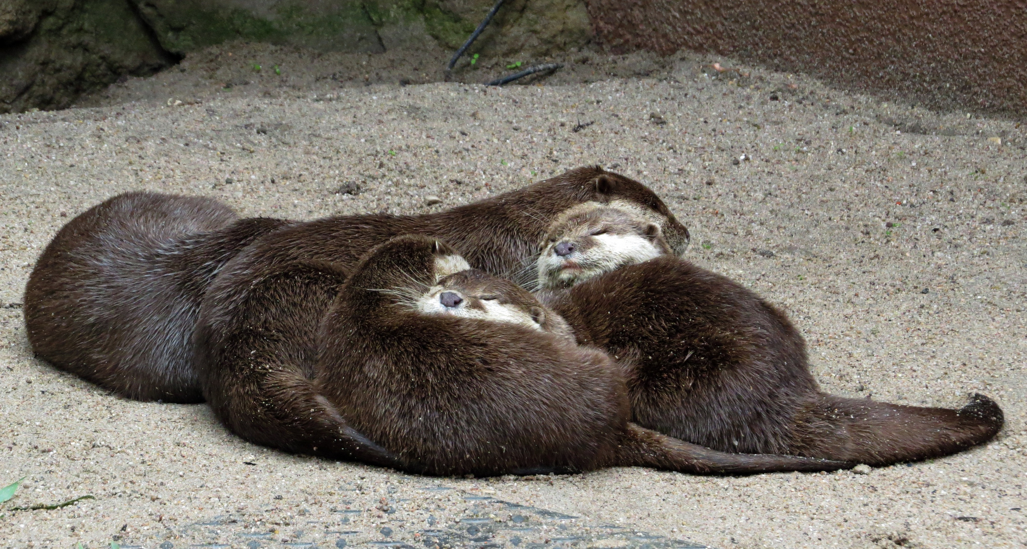 Gruppenkuscheln