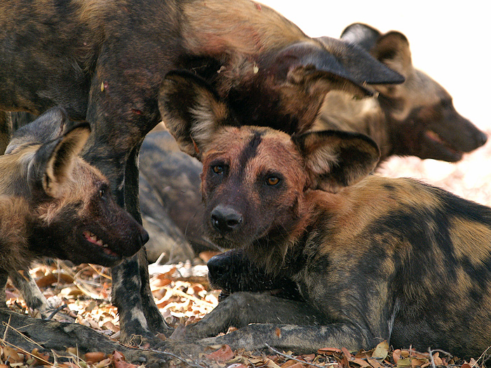 Gruppenkuscheln