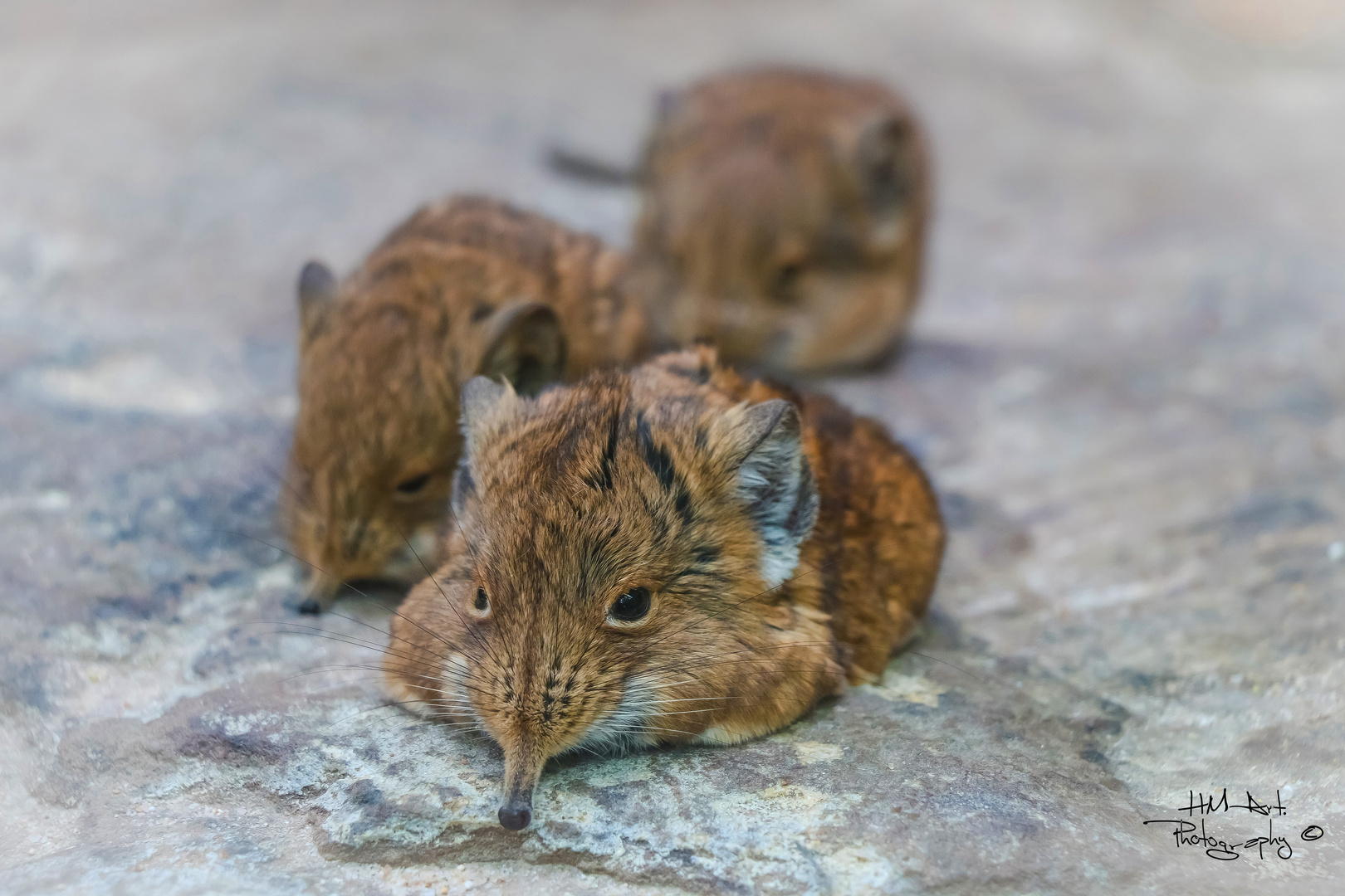 Gruppenkuscheln...