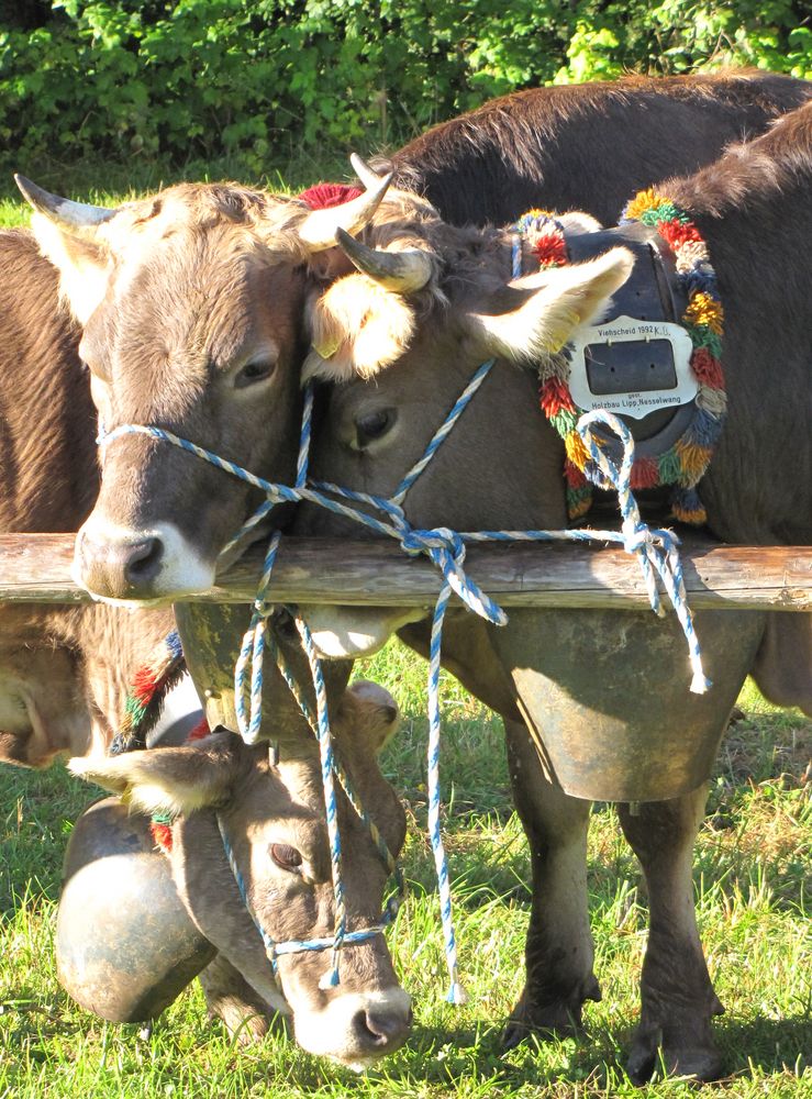 Gruppenkuscheln