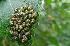 Gruppenkuscheln