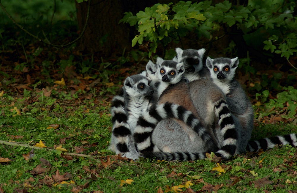 Gruppenkuscheln