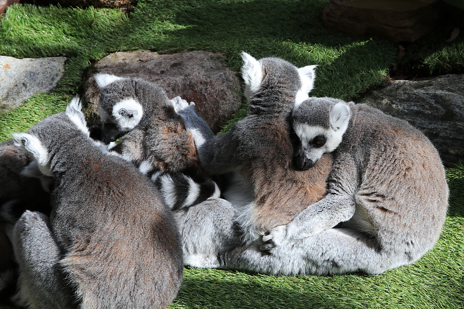 Gruppenkuscheln