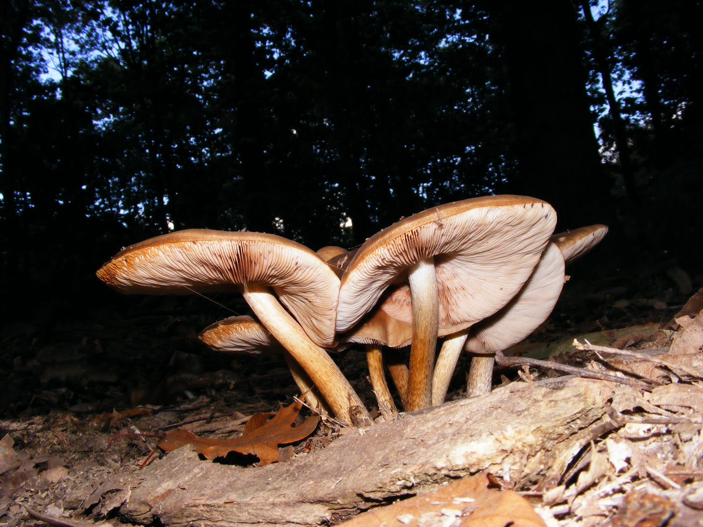 Gruppenkuscheln