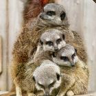 Gruppenkuscheln mit Beleuchtung