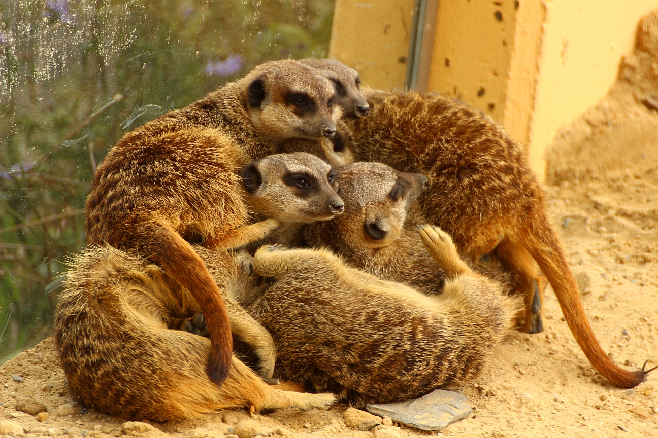 Gruppenkuscheln Teil 2