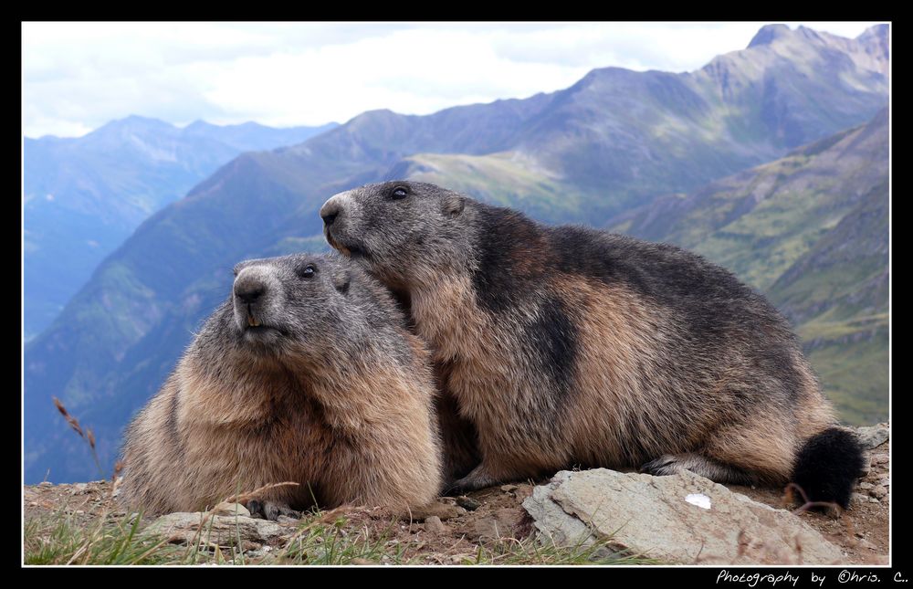 Gruppenkuschelnde Murmeltiere