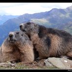 Gruppenkuschelnde Murmeltiere