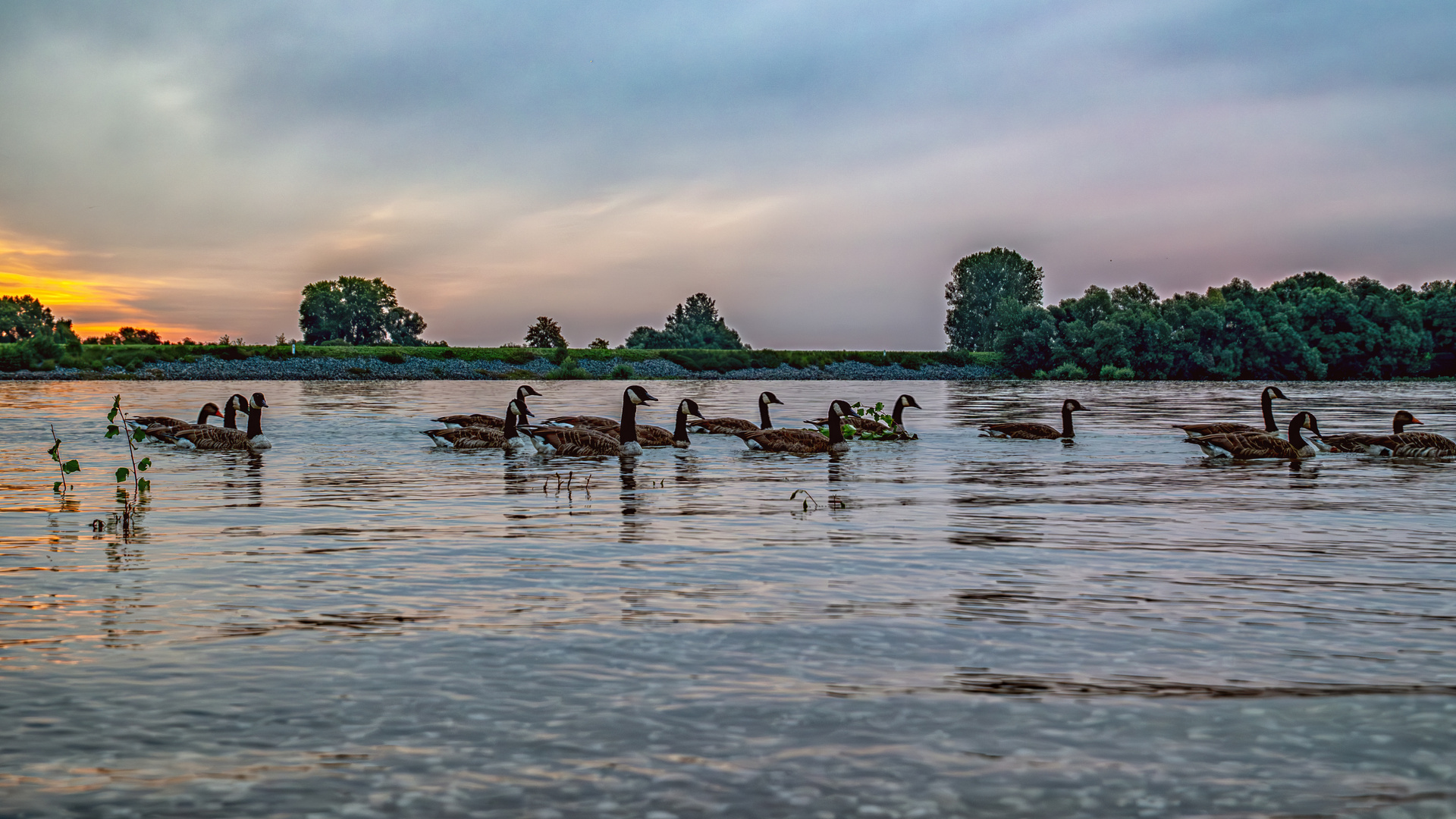 Gruppenschwimmen auf dem Rhein