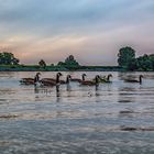 Gruppenschwimmen auf dem Rhein