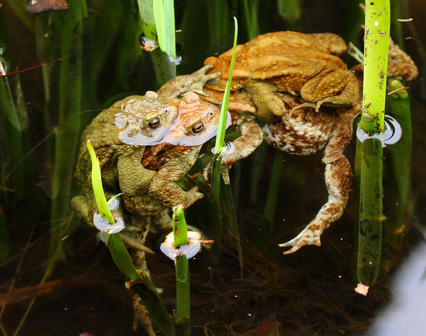 Gruppensex im Gartenteich