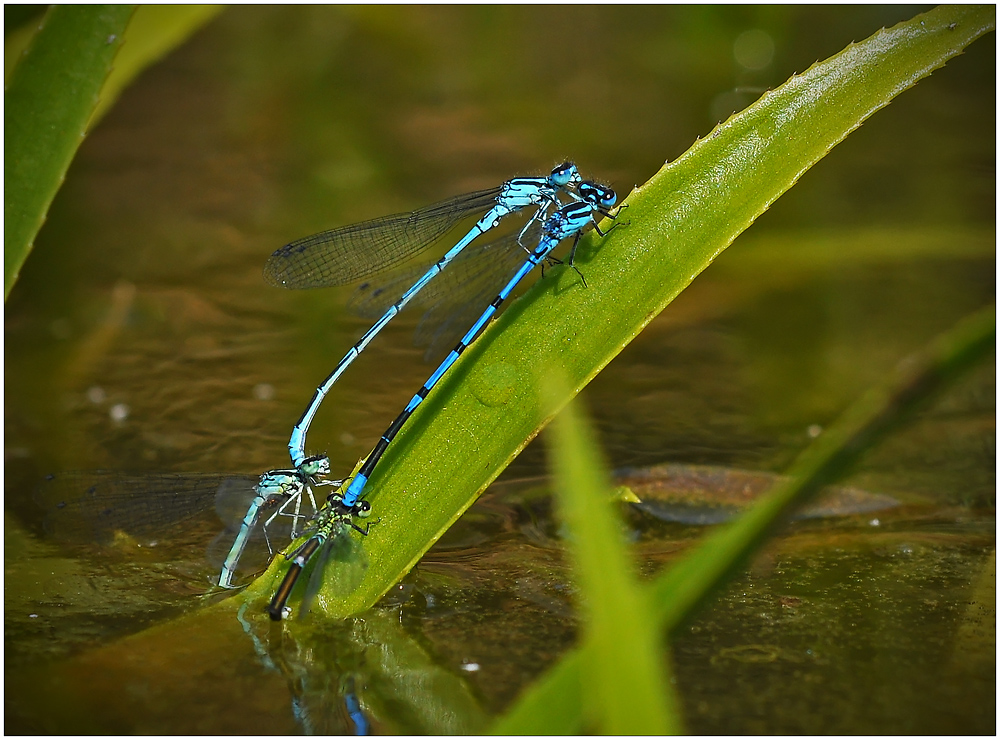 Gruppensex im Gartenteich